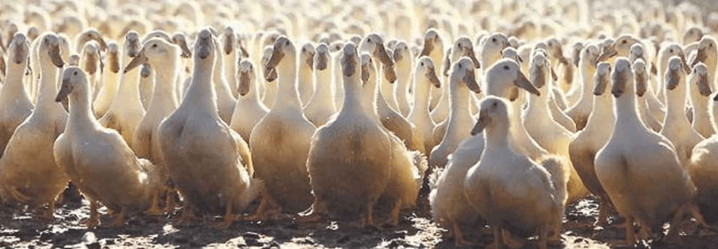 Duck flock at Crescent Duck Farm